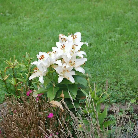 Harztor * Nordhausen